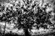 Nome File=rain#3.jpg
Dimensione File=249KB
Dimensioni=800x531
Data aggiunta=Set 18, 2011 rain#3.jpg