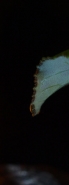 Nome File=ImgMm.jpg
Dimensione File=38KB
Dimensioni=374x1000
Data aggiunta=Dic 28, 2011 ImgMm.jpg