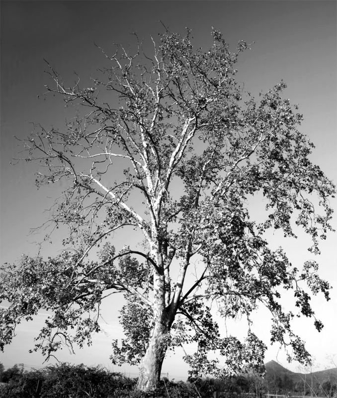 Clicca per l'immagine full size