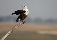 Nome File=Fish__eagle.JPG
Dimensione File=55KB
Dimensioni=400x283
Data aggiunta=Nov 12, 2010 Fish__eagle.JPG