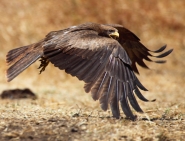 Nome File=brown_hawk2.jpg
Dimensione File=520KB
Dimensioni=900x690
Data aggiunta=Feb 05, 2014 brown_hawk2.jpg