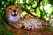 Nome File=cheetah.JPG
Dimensione File=390KB
Dimensioni=635x423
Data aggiunta=Nov 17, 2010 cheetah.JPG