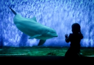 Nome File=dolphin.jpg
Dimensione File=414KB
Dimensioni=850x586
Data aggiunta=Mar 17, 2012 dolphin.jpg