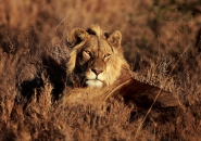Nome File=lion_male.JPG
Dimensione File=395KB
Dimensioni=700x495
Data aggiunta=Nov 16, 2010 lion_male.JPG