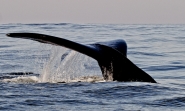 Nome File=whale_tale.jpg
Dimensione File=396KB
Dimensioni=780x468
Data aggiunta=Gen 22, 2011 whale_tale.jpg