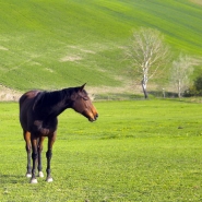 Nome File=cavallino-.jpg
Dimensione File=317KB
Dimensioni=567x567
Data aggiunta=Apr 17, 2011 cavallino-.jpg