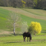 Nome File=cavallo-.jpg
Dimensione File=229KB
Dimensioni=567x567
Data aggiunta=Apr 11, 2011 cavallo-.jpg