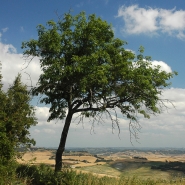 Nome File=tuscanTREE.jpg
Dimensione File=308KB
Dimensioni=624x624
Data aggiunta=Lug 08, 2012 tuscanTREE.jpg