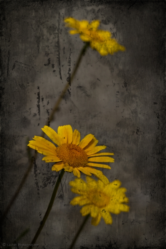 Clicca per l'immagine full size