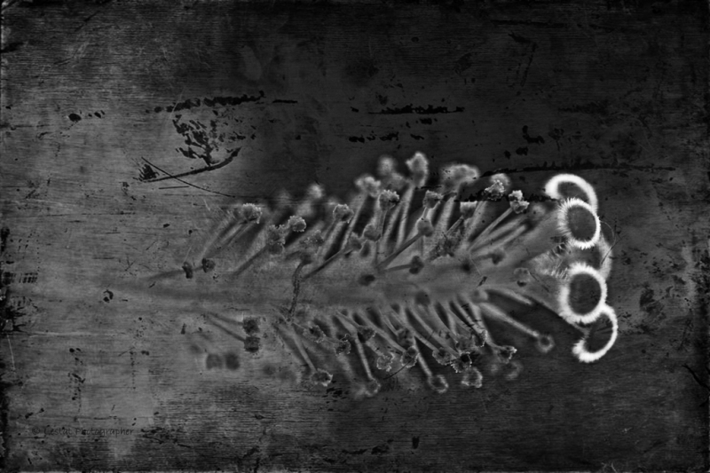 Clicca per l'immagine full size