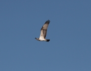 Nome File=falco_pescatore.jpg
Dimensione File=252KB
Dimensioni=975x768
Data aggiunta=Dic 24, 2010 falco_pescatore.jpg