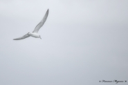 Nome File=Seagull.jpg
Dimensione File=203KB
Dimensioni=960x640
Data aggiunta=Mar 04, 2011 Seagull.jpg