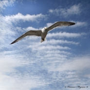 Nome File=Seagull_exp_FB.jpg
Dimensione File=353KB
Dimensioni=720x720
Data aggiunta=Gen 17, 2011 Seagull_exp_FB.jpg