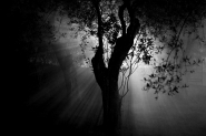 albero.jpg albero.jpg