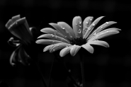fiori_bn.jpg