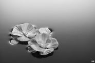 Nome File=Fiore.jpg
Dimensione File=51KB
Dimensioni=800x533
Data aggiunta=Giu 02, 2011 Fiore.jpg