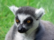 lemure.jpg