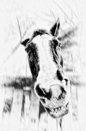 Nome File=cavallino.jpg
Dimensione File=291KB
Dimensioni=598x900
Data aggiunta=Ott 25, 2012 cavallino.jpg