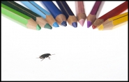 Nome File=Little_Beetle.jpg
Dimensione File=80KB
Dimensioni=1000x641
Data aggiunta=Mag 24, 2011 Little_Beetle.jpg