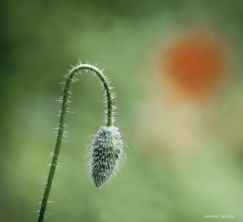 Clicca per l'immagine full size