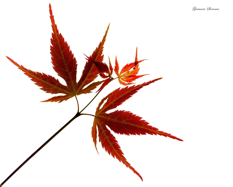 Clicca per l'immagine full size