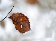 2012_11_17_l_autunno_4.jpg 2012_11_17_l_autunno_4.jpg