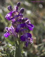 2013_04_13_orchidea_2_mm.jpg 2013_04_13_orchidea_2_mm.jpg
