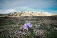 MM_2024_04_07_CAMPO_IMPERATORE_SONY_DSC09457.jpg MM_2024_04_07_CAMPO_IMPERATORE_SONY_DSC09457.jpg