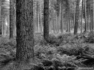 Nome File=alberi.jpg
Dimensione File=367KB
Dimensioni=800x600
Data aggiunta=Apr 19, 2011 alberi.jpg