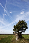 Nome File=albero.jpg
Dimensione File=330KB
Dimensioni=533x800
Data aggiunta=Mar 13, 2011 albero.jpg