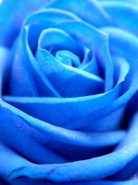 bluerose.jpg bluerose.jpg