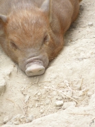 Nome File=misspiggy.jpg
Dimensione File=195KB
Dimensioni=675x900
Data aggiunta=Mar 05, 2011 misspiggy.jpg