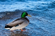 Senza_acqua_la_papera_non_galleggia.jpg Senza_acqua_la_papera_non_galleggia.jpg
