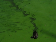 Nome File=verde.jpg
Dimensione File=63KB
Dimensioni=720x540
Data aggiunta=Feb 28, 2012 verde.jpg