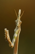 1024-ritratto-di-ET_.jpg 1024-ritratto-di-ET_.jpg
