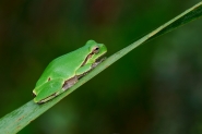 DSC_9088-hyla-delle-cesine_072.jpg