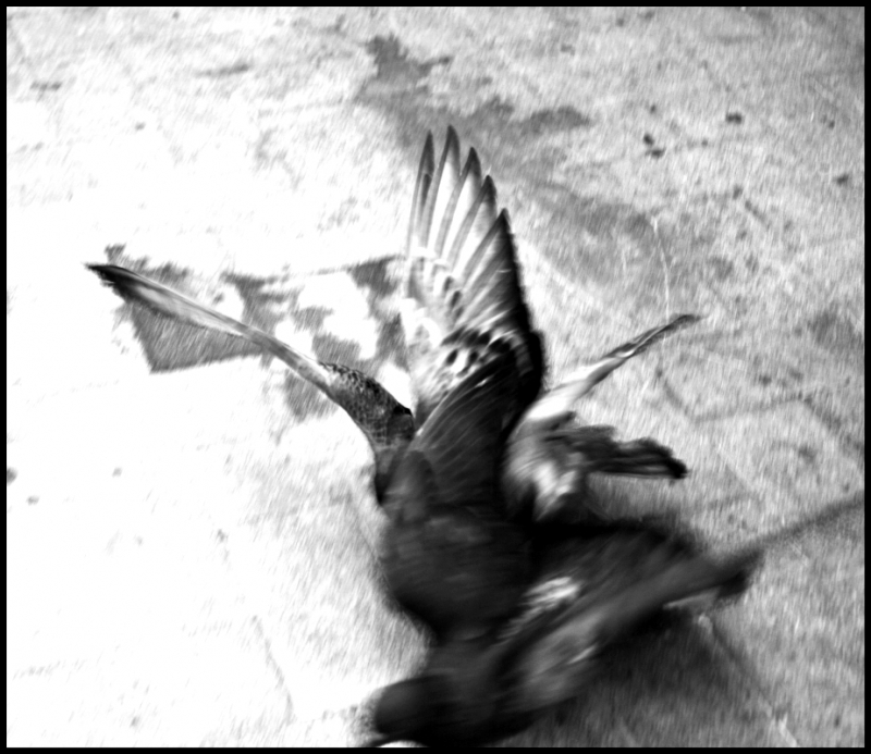 Clicca per l'immagine full size