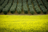 04-montepulciano_2_-_monet.jpg