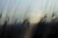 295_mmm.jpg 295_mmm.jpg