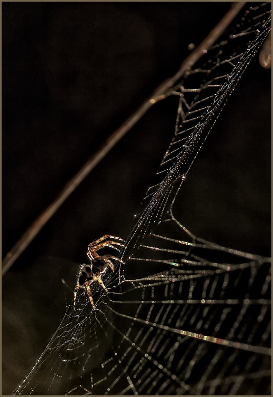 Clicca per l'immagine full size