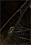 Nome File=SPIDER-RADIOGRAPHY.jpg
Dimensione File=359KB
Dimensioni=668x969
Data aggiunta=Nov 22, 2011 SPIDER-RADIOGRAPHY.jpg
