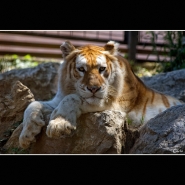 TIGRE_DEL_BENGALA.jpg TIGRE_DEL_BENGALA.jpg