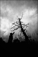 Nome File=Tree.jpg
Dimensione File=279KB
Dimensioni=637x950
Data aggiunta=Mag 07, 2012 Tree.jpg