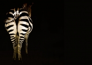 Zebra.jpg Zebra.jpg