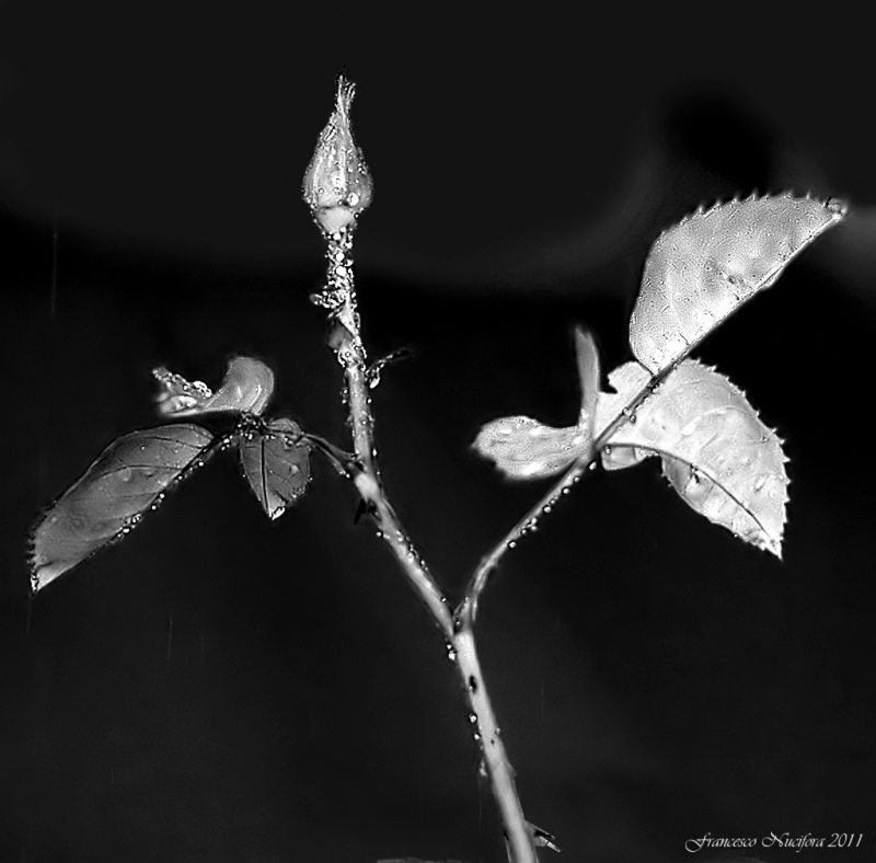 Clicca per l'immagine full size