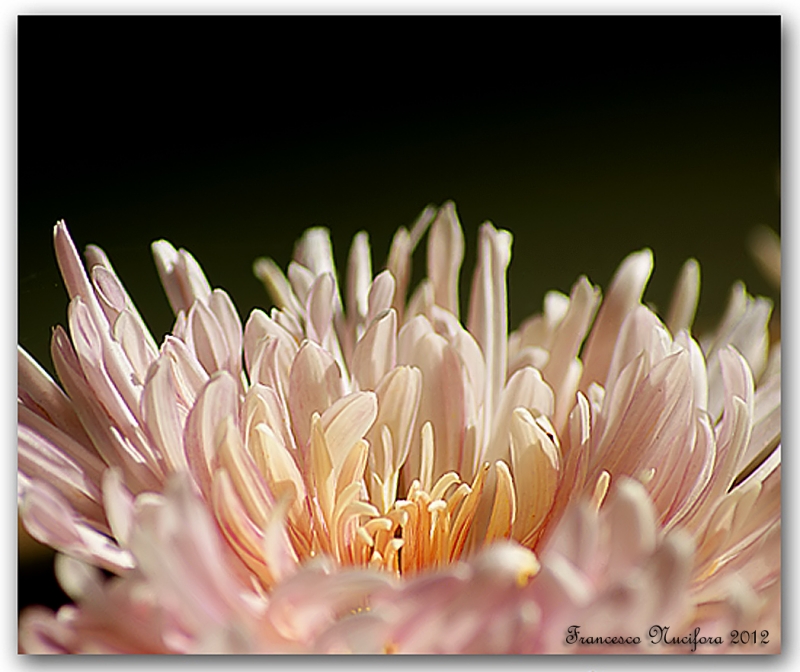 Clicca per l'immagine full size