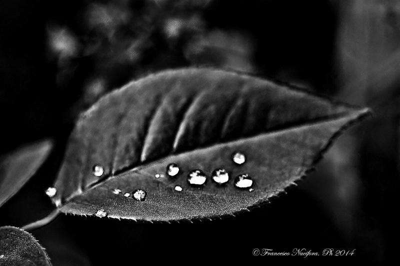 Clicca per l'immagine full size