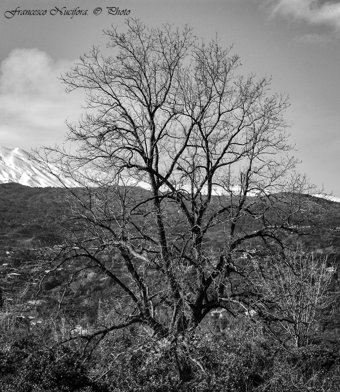 Clicca per l'immagine full size