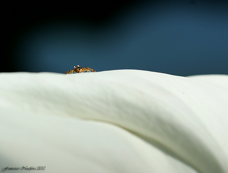 Clicca per l'immagine full size