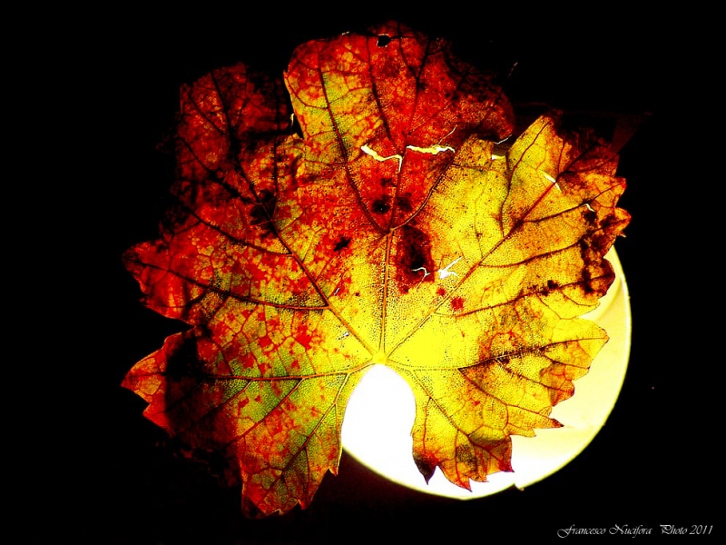 Clicca per l'immagine full size